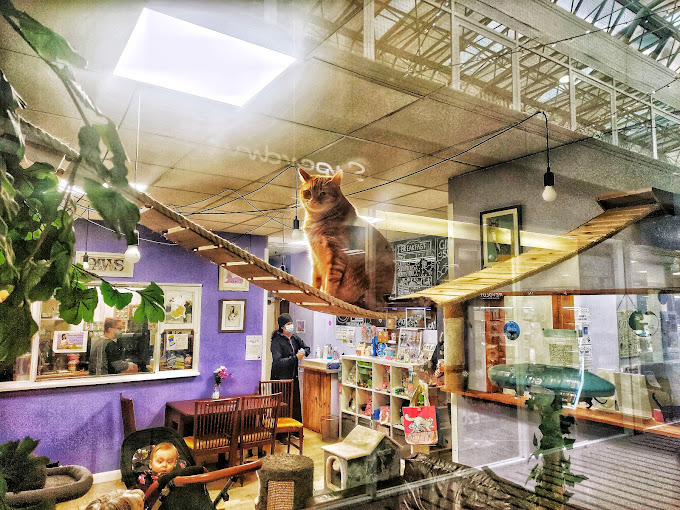 London’s Best Cat Cafes: Where to Get Your Feline Fix
